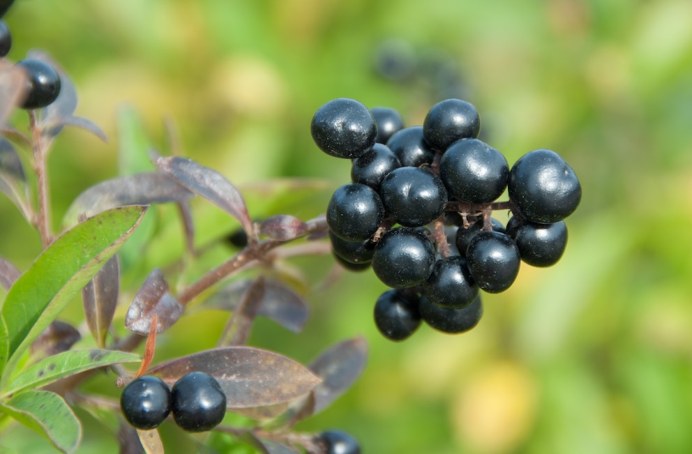 Auf die Liguster-Hecke trifft man am Wegesrand h&auml;ufiger