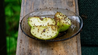 Fruit flies are feeding on cut apples on a saucer