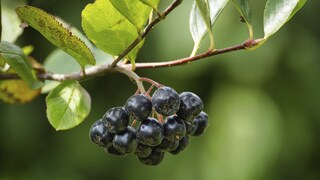 Aroniabeeren enthalten viele Polyphenole. Sie sind für die tiefe dunkelblaue Färbung verantwortlich und sie gelten als sehr gesund.
