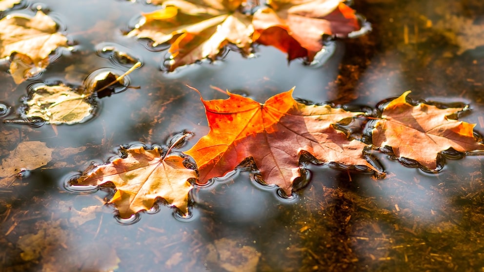 Eine alte Bauernregel besagt: „Ist der Oktober nass und kühl, mild der Winter werden will“. Doch was steckt dahinter?