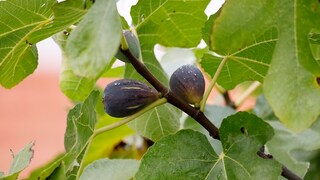 Im Winterquartier können die unreifen Früchte am Feigenbaum noch nachreifen