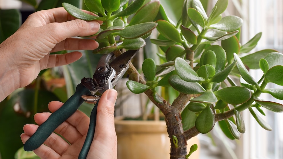 Der Geldbaum ist pflegeleicht und ein beliebtes Mitbringsel