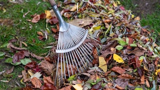 Herbstlaub Garten
