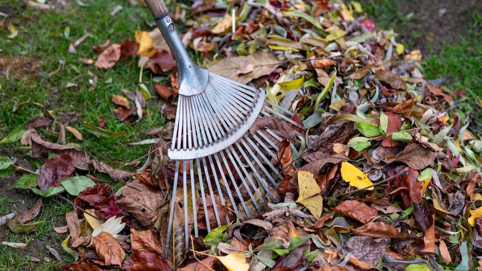 Herbstlaub Garten