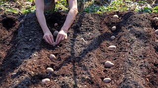 Auch im Herbst lassen sich Kartoffeln pflanzen und im kommenden Jahr ernten