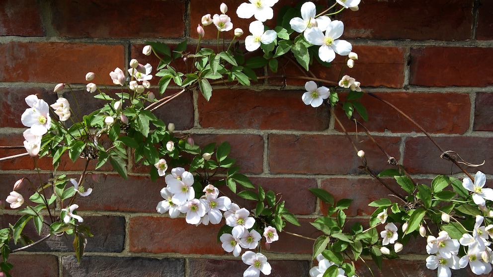 Die Clematis zählt zu den Blattstielrankern