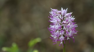 Orchidee des Jahres 2027