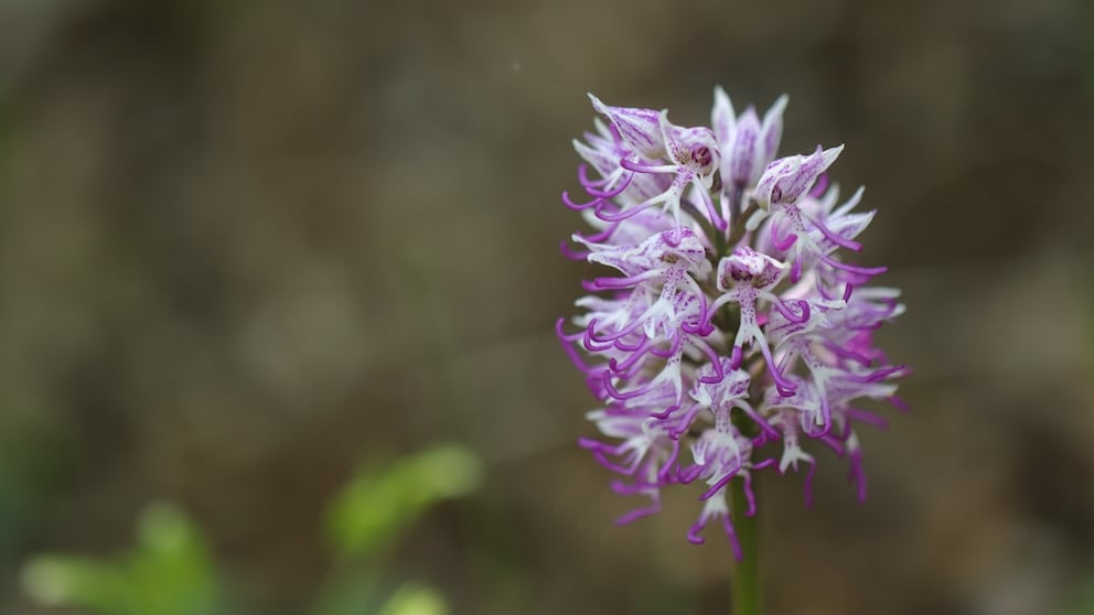 Orchidee des Jahres 2027