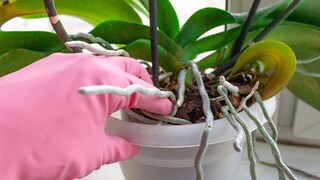 Die Luftwurzeln von Orchideen sind nicht besonders ansehnlich. Aber darf man sie einfach abschneiden?