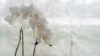 Im Winter sollte man die Pflege von Orchideen anpassen