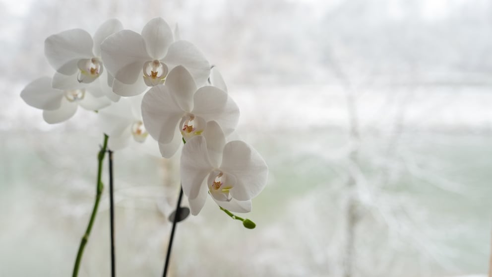 Im Winter sollte man die Pflege von Orchideen anpassen
