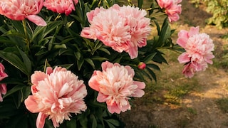 Pfingstrosen erfreuen uns im Frühsommer mit ihren großen Blüten