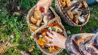 Im Wald sollte man nicht nur auf den Boden sehen, wenn man Pilze sammelt
