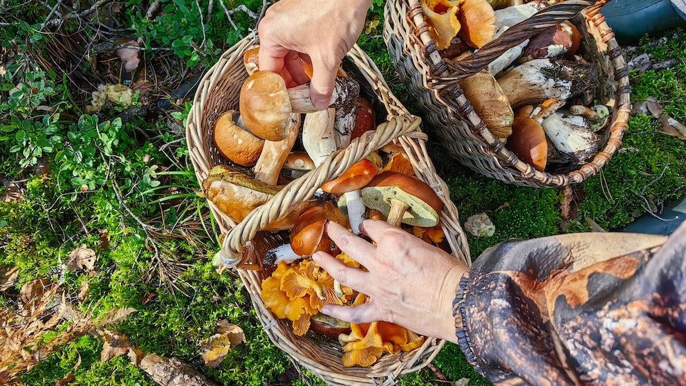 Im Wald sollte man nicht nur auf den Boden sehen, wenn man Pilze sammelt