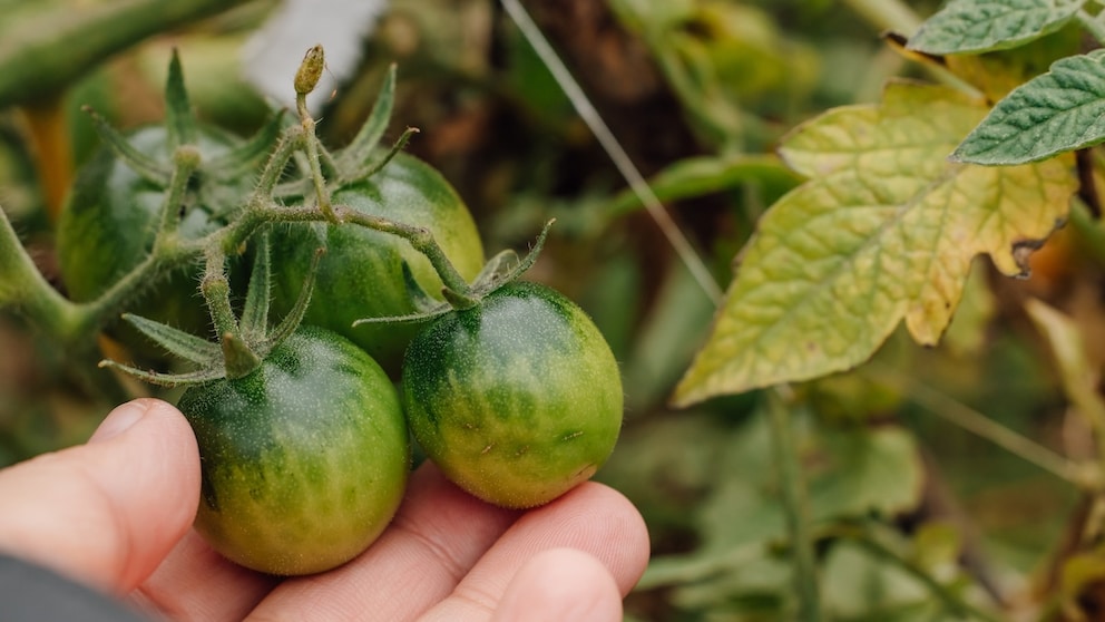 Die Tomaten sind noch grün, die Temperaturen sinken aber immer weiter