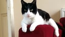 Haustier-Rekorde: Kater Merlin