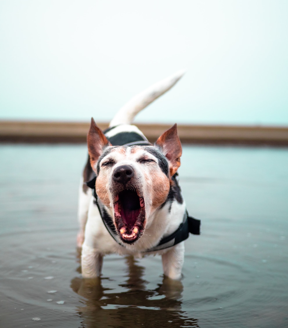 Ein Hund steht bellend in einem flachen Teich