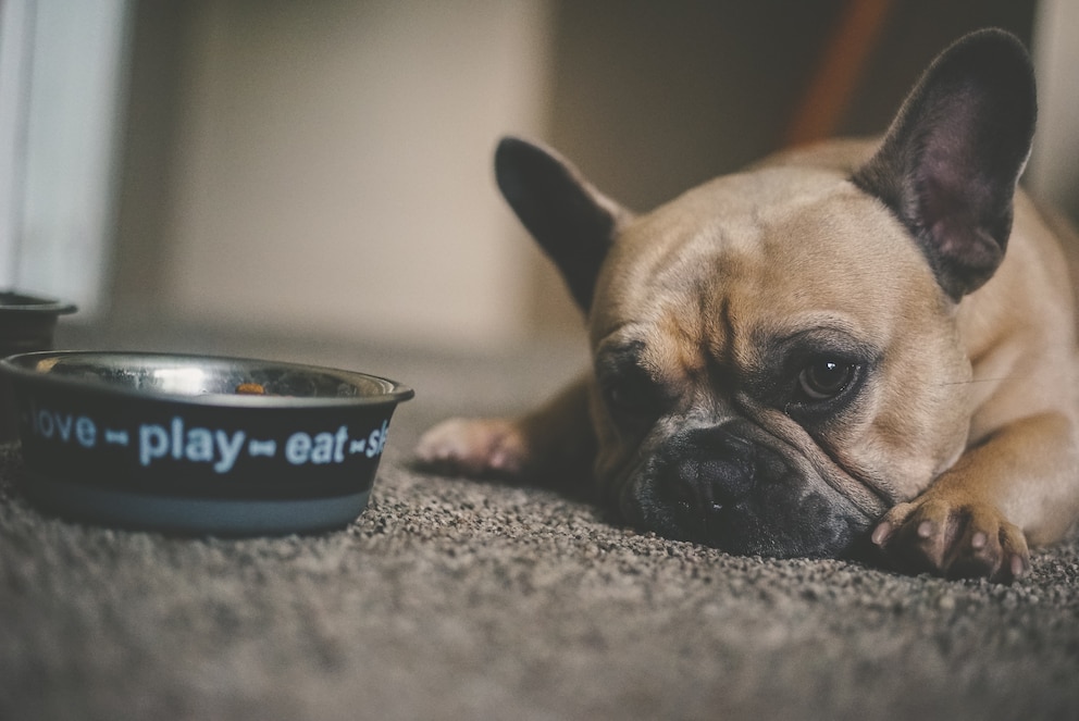 Ein Hund liegt traurig neben dem Futternapf