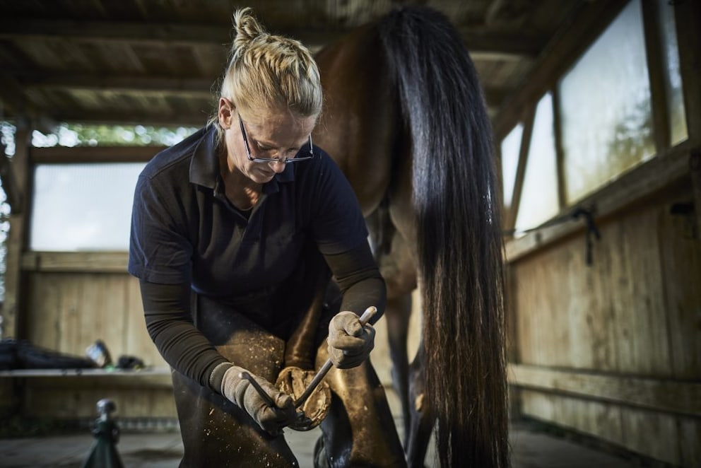 A horse's hoof is being cleaned by the farrier