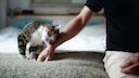 Katze reibt sich am Handgelenk eines Menschen