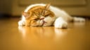 Eine müde Katze liegt auf dem Boden