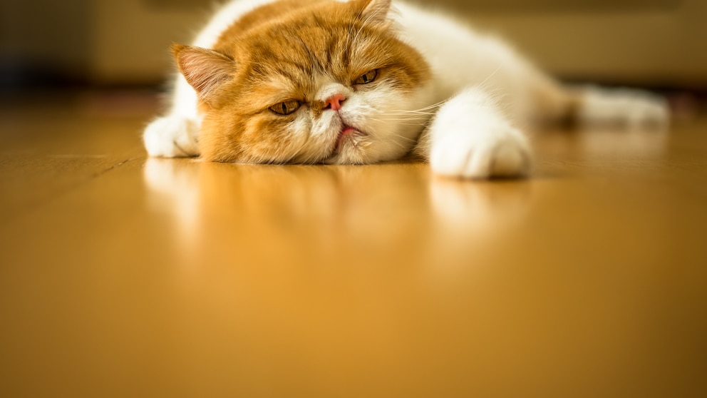 Eine müde Katze liegt auf dem Boden