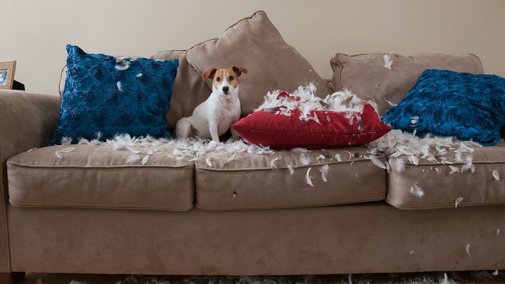 Hundehaftpflichtversicherung: Jack Russell Terrier auf zerstörter Couch