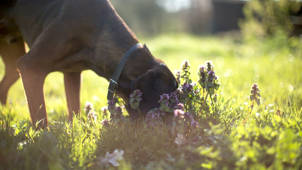 Ein Hund sucht in einer buschigen Pflanze nach Futter