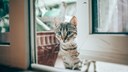 Katze zugelaufen was tun