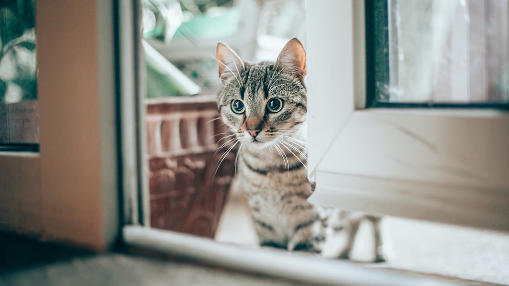 Katze zugelaufen was tun