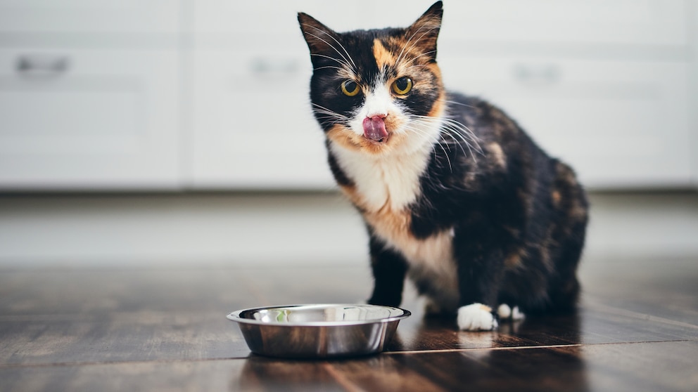 Eine Katze sitzt vor ihrem Napf und leckt sich über das Maul