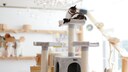 Katze liegt in einer katzengerecht eingerichteten Wohnung auf ihrem Kratzbaum