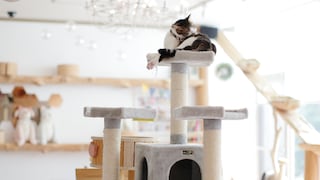 Katze liegt in einer katzengerecht eingerichteten Wohnung auf ihrem Kratzbaum