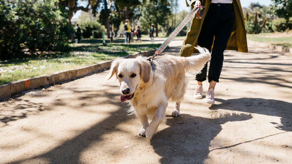Ein Labrador Retriever zieht beim Gassi gehen im Park an seiner Leine