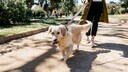 Ein Labrador Retriever zieht beim Gassi gehen im Park an seiner Leine