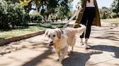 Ein Labrador Retriever zieht beim Gassi gehen im Park an seiner Leine