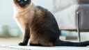 Eine Siamkatze sitzt neben einem Sofa