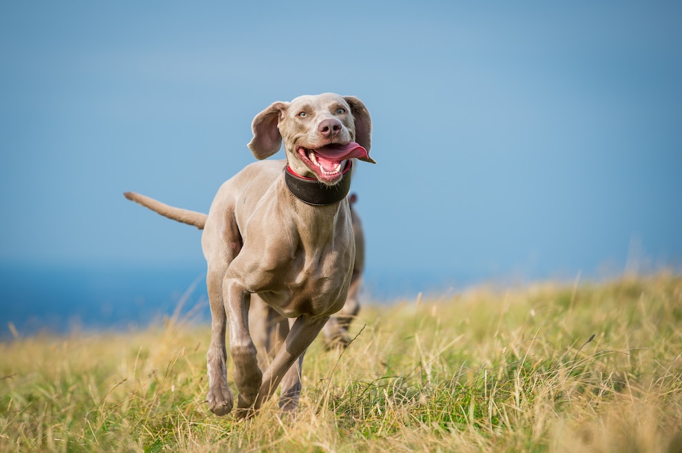 schnellste Hunderassen: Weimaraner rennt über eine Wiese