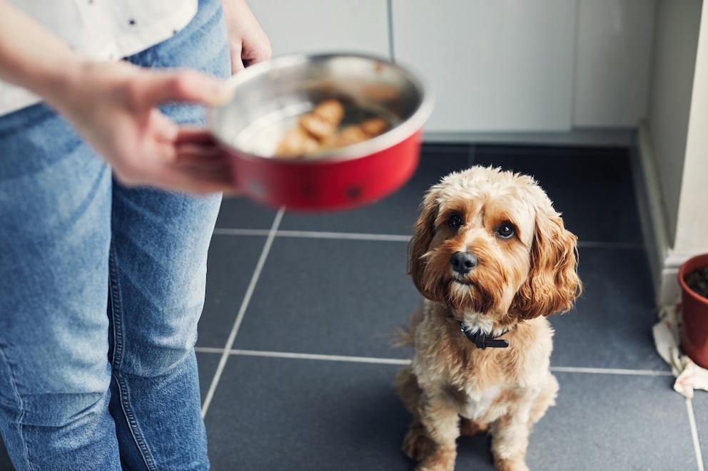 Ein Hund wartet darauf, dass Frauchen seinen gefüllten Napf abstellt