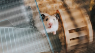 Hamster im Käfig