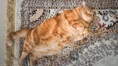 Eine übergewichtige Katze liegt auf einem Teppich