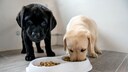 Zwei Labrador Welpen lassen sich ihr Futter schmecken
