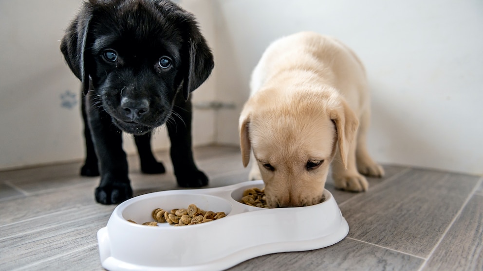 Zwei Labrador Welpen lassen sich ihr Futter schmecken