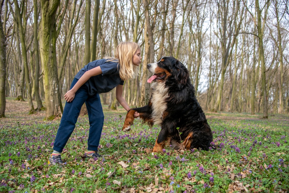 Berner Sennenhund