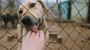 Hund im Tierheim