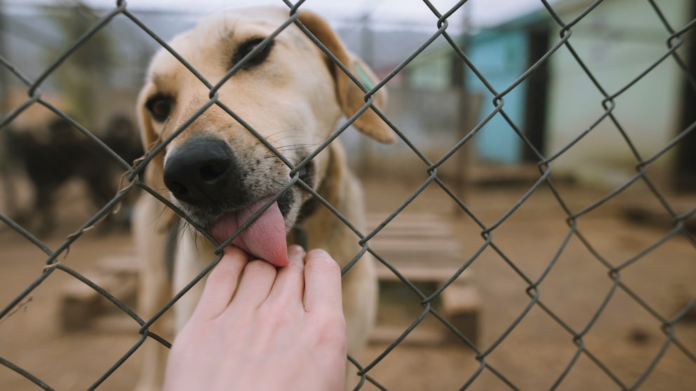 Hund im Tierheim