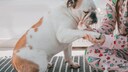 Eine Bulldogge wird medizinisch versorgt
