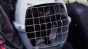 Eine Katze hockt in ihrer Transportbox auf dem R&uuml;cksitz eines Autos