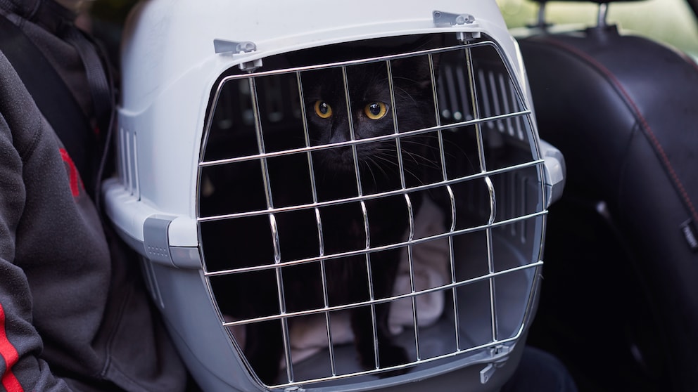 Eine Katze hockt in ihrer Transportbox auf dem Rücksitz eines Autos