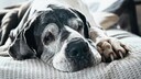 &Auml;lteren Hunden helfen: Eine alte Deutsche Dogge